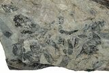 Pennsylvanian Fossil Flora Plate - Kentucky #258834-1
